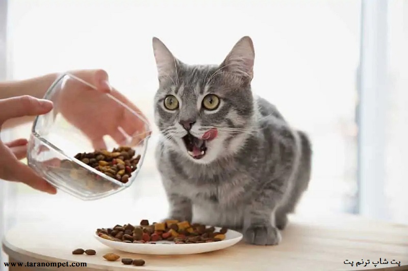 فواید غذای خشک گربه