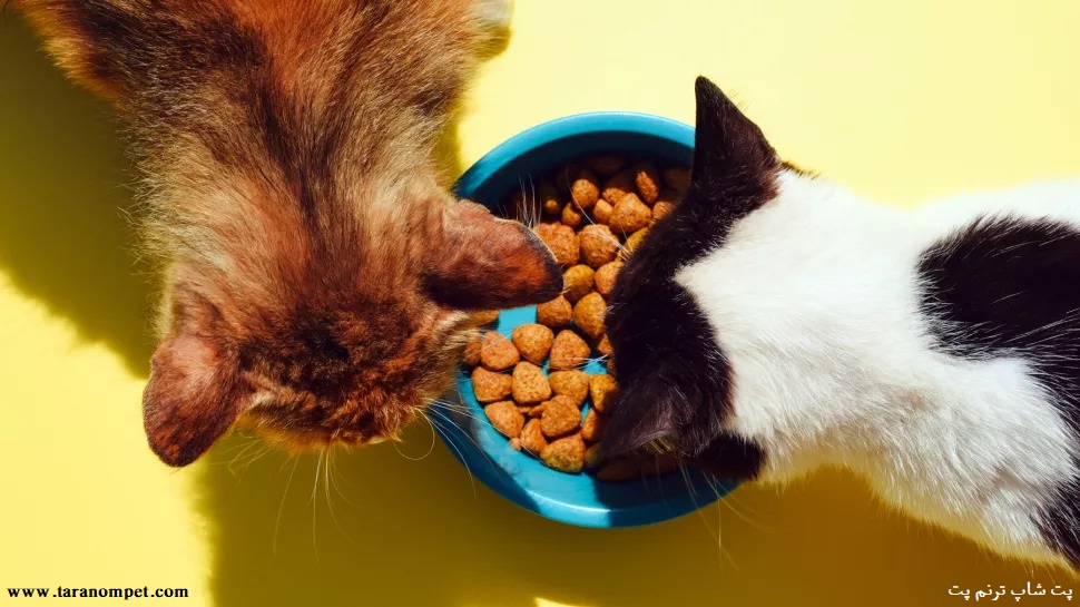 غذای خشک گربه با کیفیت