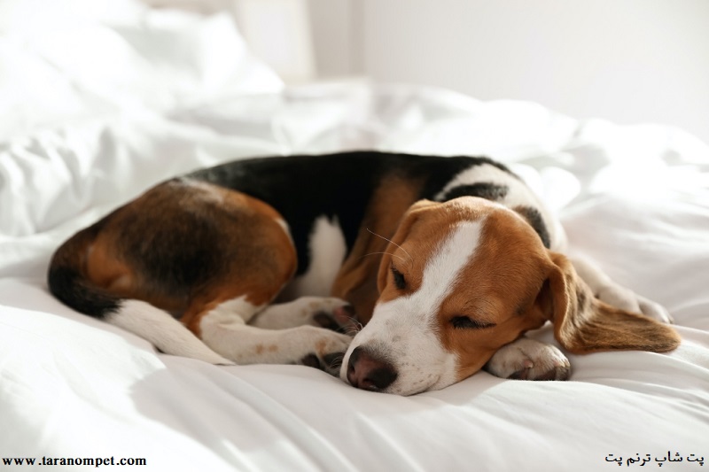 چرا سگ ها قبل از خوابیدن دور خودشون می چرخند؟