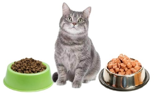 غذای خشک برای گربه بهتر است یا غذای تر؟