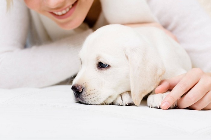دیستمپر در سگ ها: علت بیماری، علائم و درمان