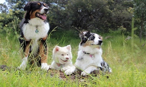 پیشگیری و درمان کرم های انگلی در سگ ها