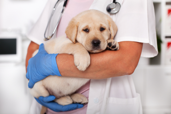 همه چیز در مورد بیماری پارو ویروس که هر صاحب سگی باید بداند.