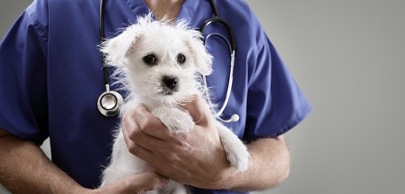 واکسن برای سگ