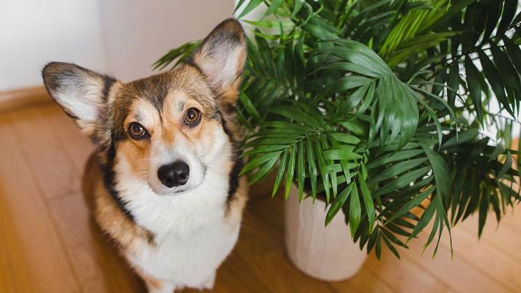 گیاهان آپارتمانی که می توانند به سگ یا گربه شما آسیب برسانند