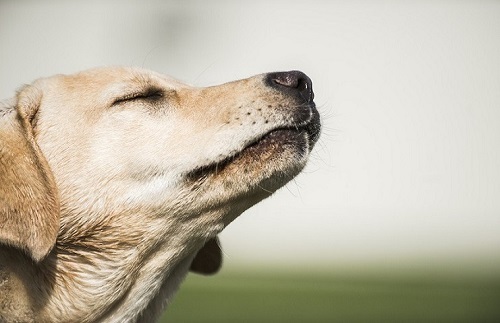 حقایق جالب در مورد بینی و حس بویایی فوق العاده سگ ها