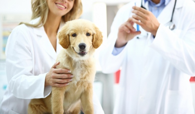 همه چیز در مورد واکسیناسیون سگ