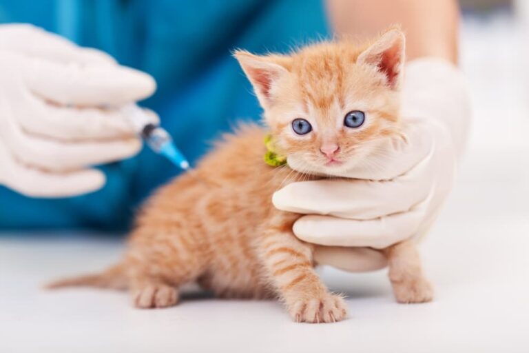 واکسن گربه