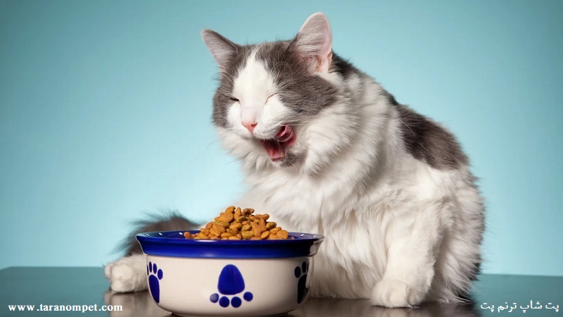 بهترین غذای خشک گربه