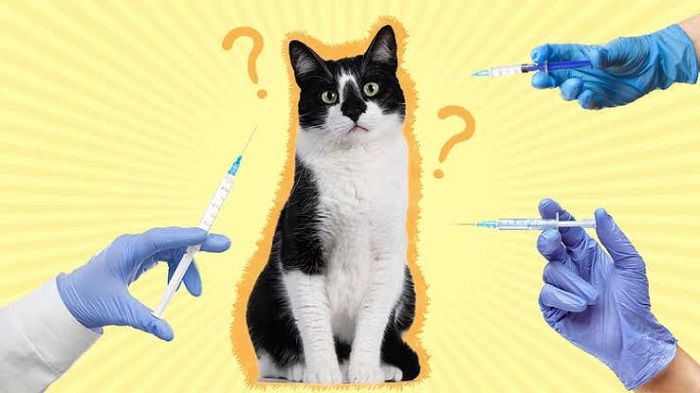 واکسیناسیون گربه