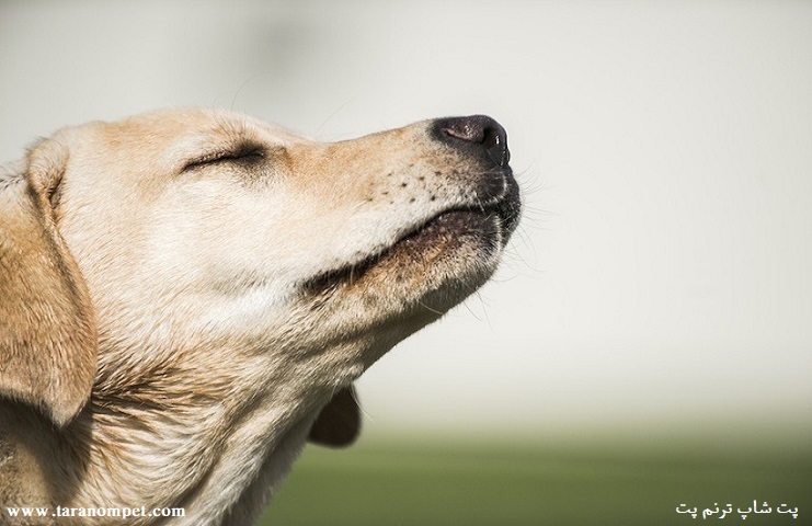 حس بویایی در سگ