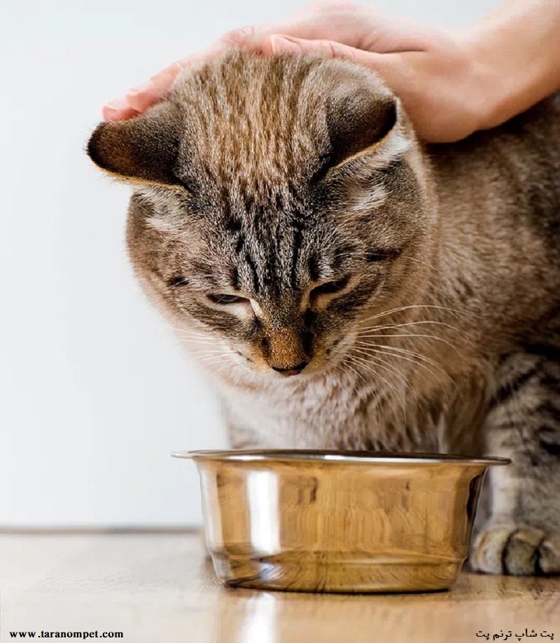 مزایای غذای خشک گربه