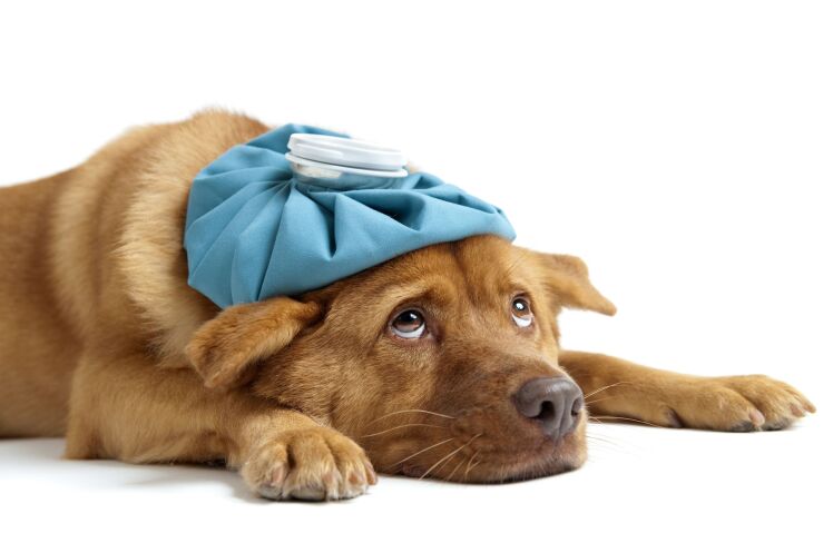 خطرات و بیماری هایی که سگ دلبند شما را تهدید می کند