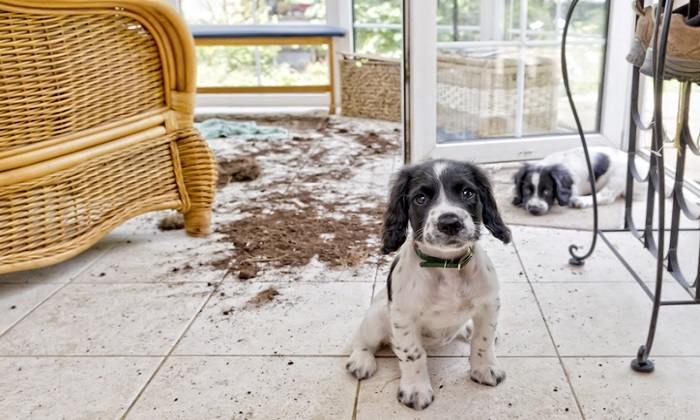 آماده کردن و ایمن سازی خانه برای توله سگ